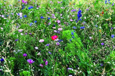 Logotrade promotional giveaway image of: Flowers mix seeds in envelope