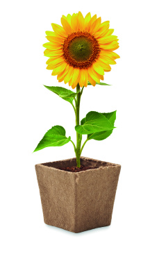 Logo trade promotional product photo of: Sunflower growing kit