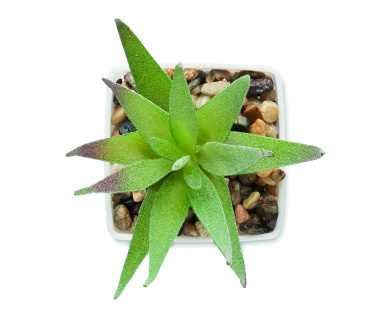 Logo trade promotional gift photo of: Mini artificial plant