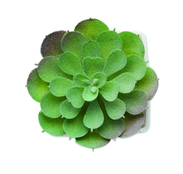 Logo trade promotional giveaways image of: Mini artificial plant