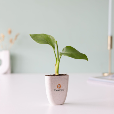 Logo trade firmakingid foto: Treemore Letterbox Trees Paradiisilinnu taim