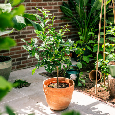 Logotrade mainostuote tuotekuva: Treemore Letterbox Trees Kaffir Lemon