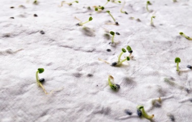 Logotrade profilreklam bild: A5-blad fröpapper vildblommor